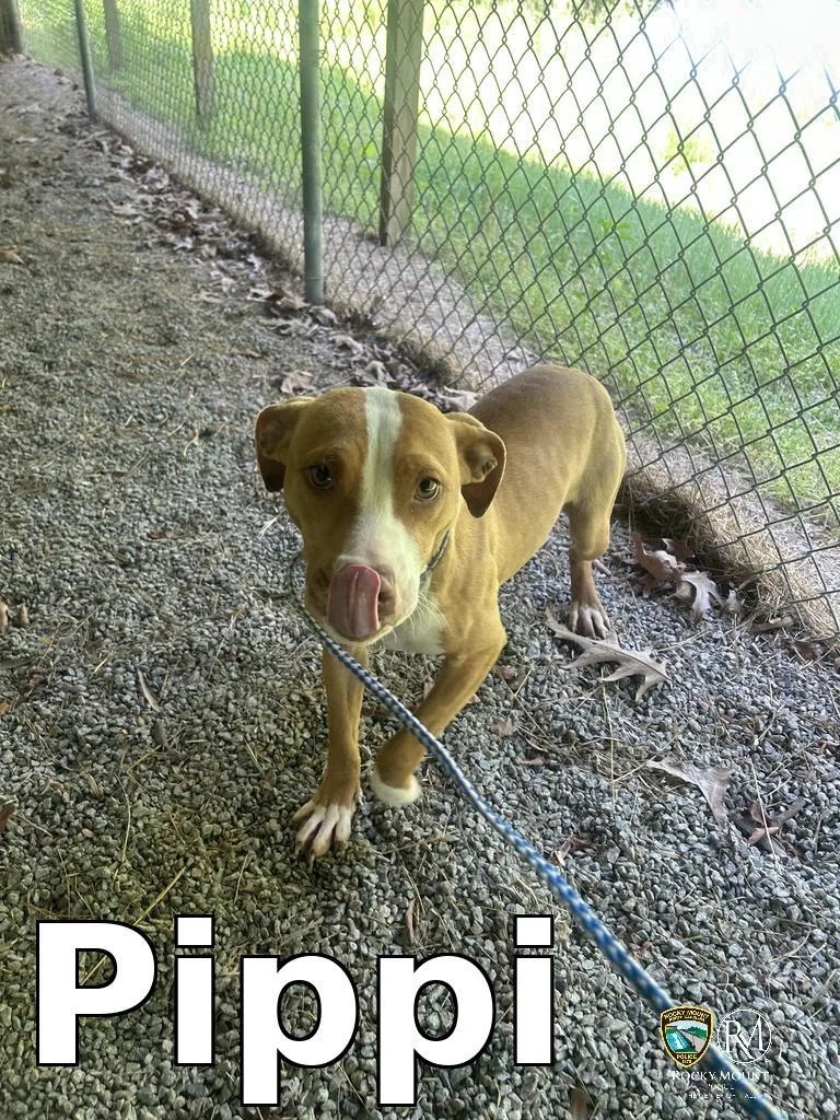 Pippi