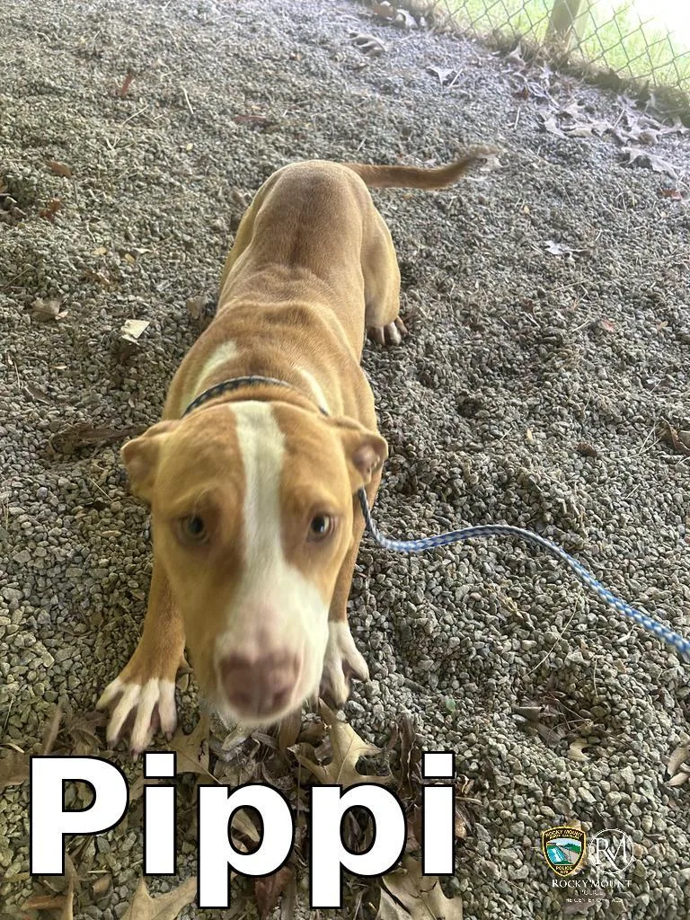Pippi thumbnail 2