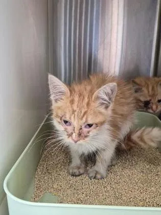 A baby small-sized male Domestic Short Hair cat named Mocha for adoption in Westland, MI
