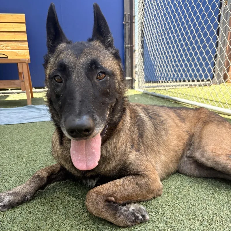 An adult large-sized male Brown / Chocolate Belgian Shepherd / Malinois dog named Ace for adoption in Hawthorne, CA