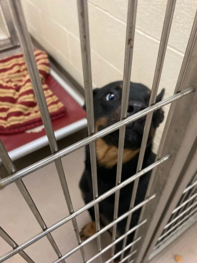 A baby medium-sized male Spaniel dog named Blue for adoption in Christiansburg, VA