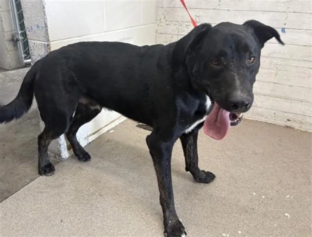 An adult large-sized male German Shepherd Dog dog named Gideon for adoption in San Bernardino, CA