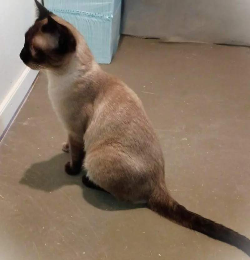 Maui Jay thumbnail 2