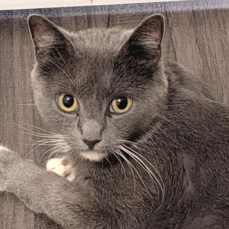 An adult medium-sized female Domestic Short Hair cat named NCI Gemma for adoption in Port Washington, NY