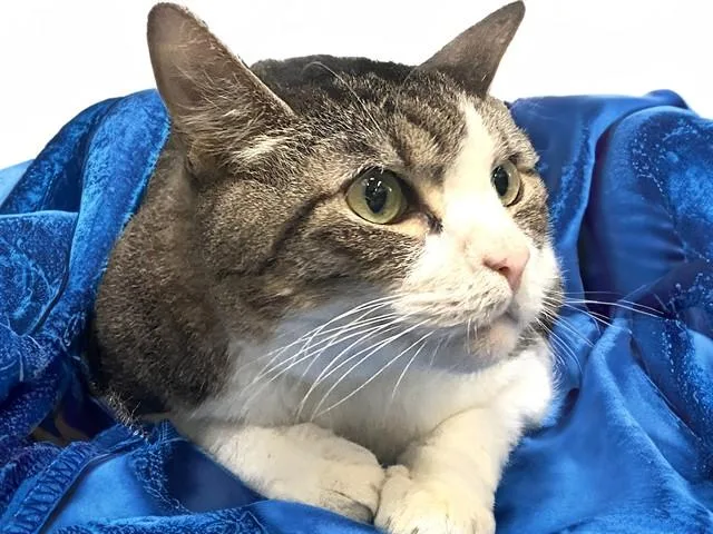 An adult medium-sized male Domestic Short Hair cat named Punkin for adoption in Fort Lauderdale, FL