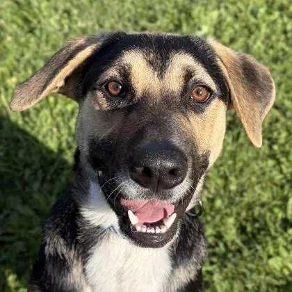 An adult medium-sized male Shepherd dog named Drake for adoption in Jefferson, WI