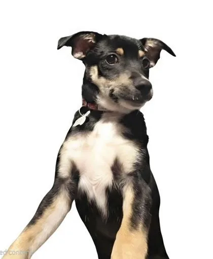 A baby small-sized male Chihuahua dog named Ricky Bobby for adoption in Burlington, WI
