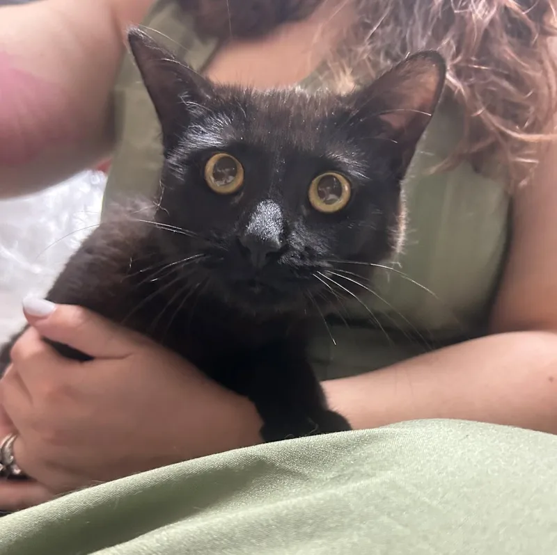 A young medium-sized male Black Domestic Medium Hair cat named Monty for adoption in Columbia, SC