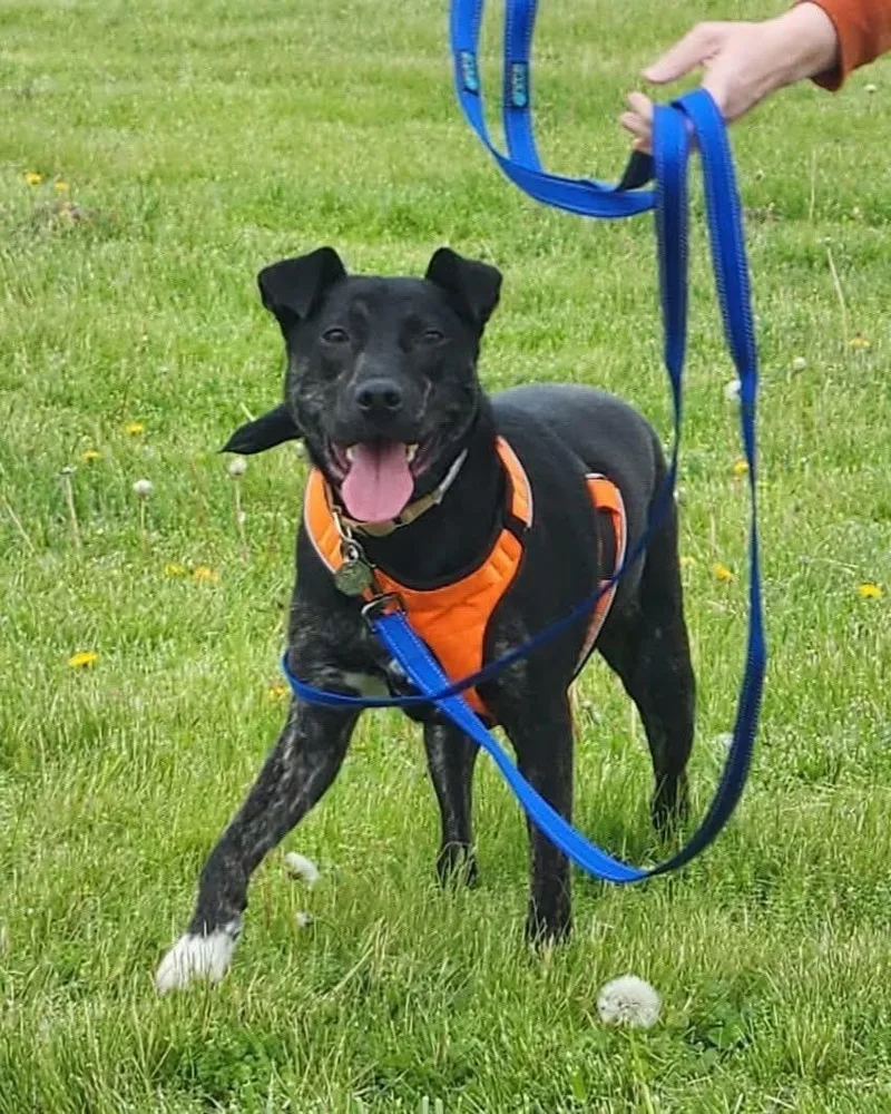 A young medium-sized male Plott Hound dog named Jd for adoption in Jefferson City, MO