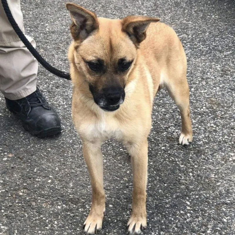 An adult medium-sized female Boxer dog named Suzy for adoption in Peachtree City, GA