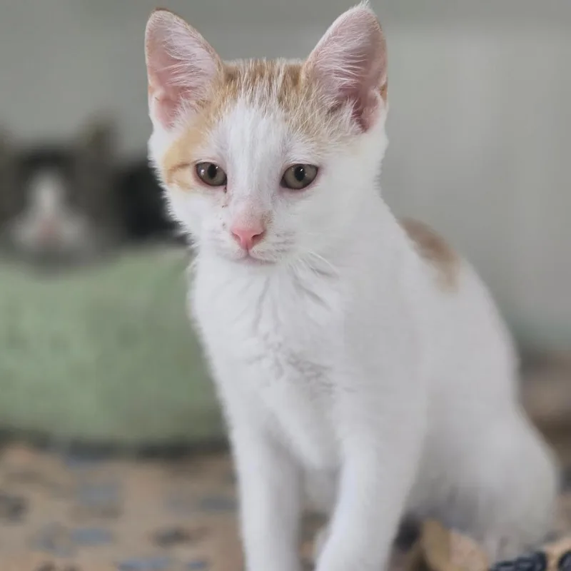 A baby small-sized male White Domestic Short Hair cat named Jelly Bean for adoption in Elizabeth City, NC