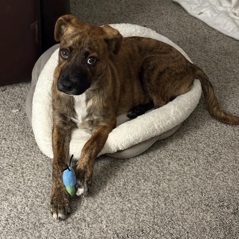 A baby small-sized male Brindle Chihuahua dog named Tiger for adoption in Carlsbad, CA