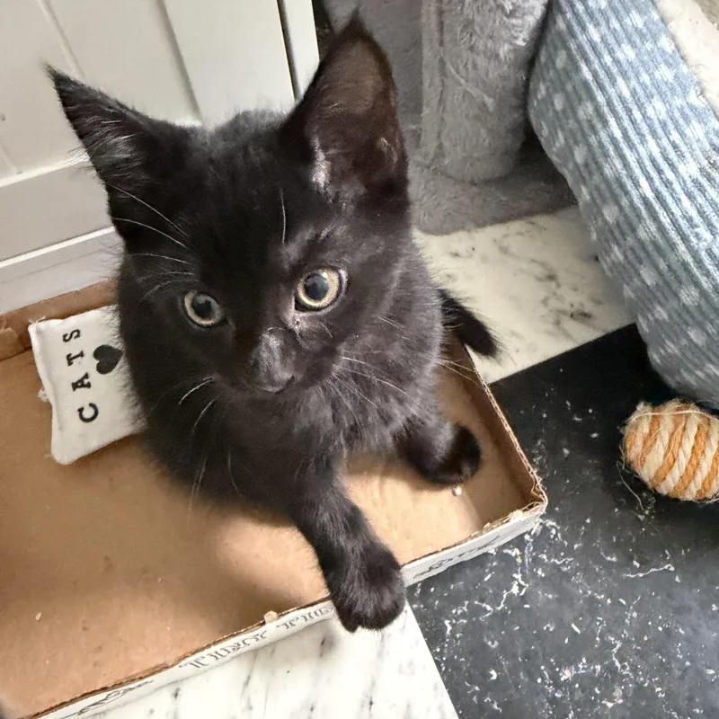 A baby medium-sized female Black Domestic Short Hair cat named Jade for adoption in Kenhorst, PA