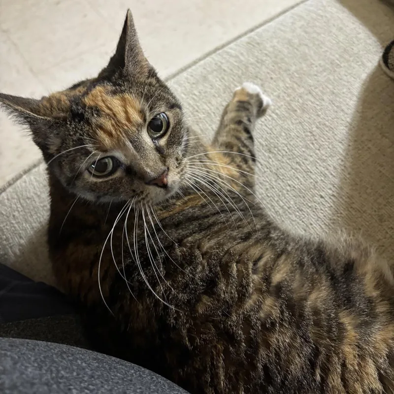 A senior small-sized female Tortoiseshell American Shorthair cat named Bella for adoption in Rochester, MN