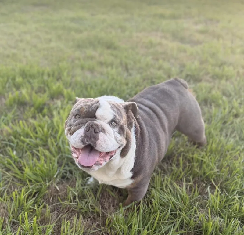 A young large-sized male English Bulldog dog named Chad for adoption in Austin, TX