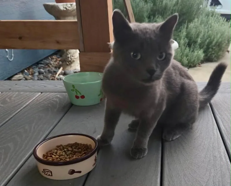 A baby medium-sized female Domestic Short Hair cat named Baby Boo for adoption in Grand Junction, CO