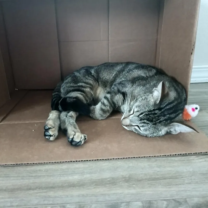 An adult medium-sized female Gray / Blue / Silver Domestic Short Hair cat named Toffee for adoption in Ferndale, WA