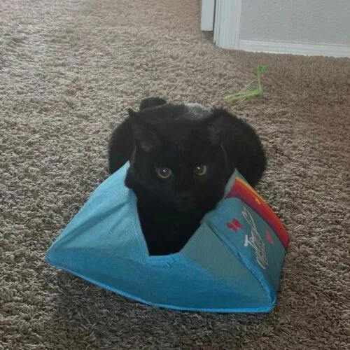A young extra large-sized male Domestic Medium Hair cat named Paddy aka Kobe for adoption in Gilbert, AZ