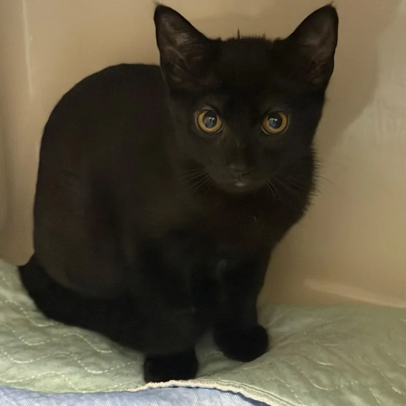 A baby small-sized female Black Domestic Short Hair cat named Jolene for adoption in Watertown, NY
