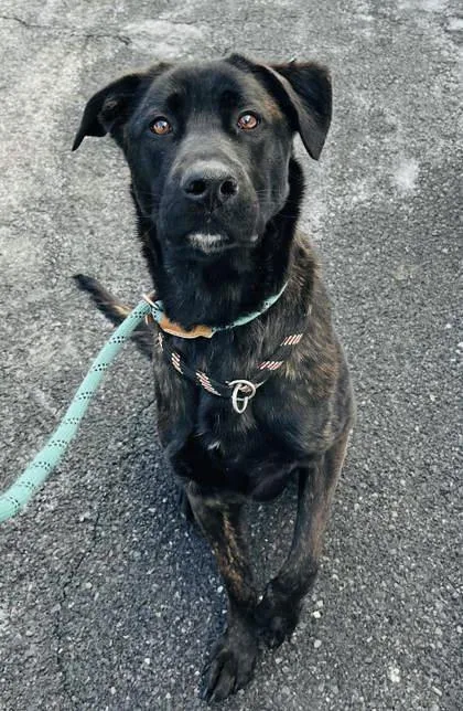 Clarabelle thumbnail 2