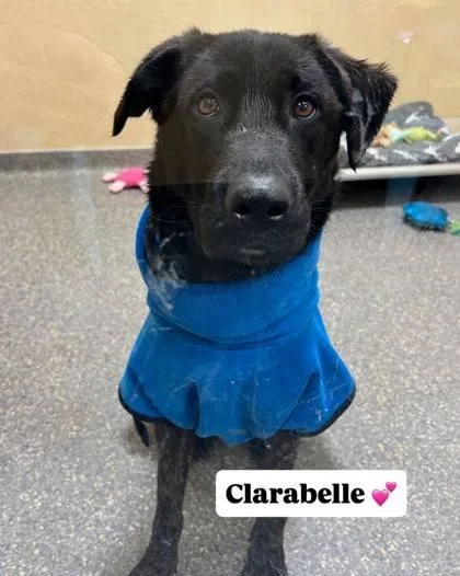 Clarabelle thumbnail 3