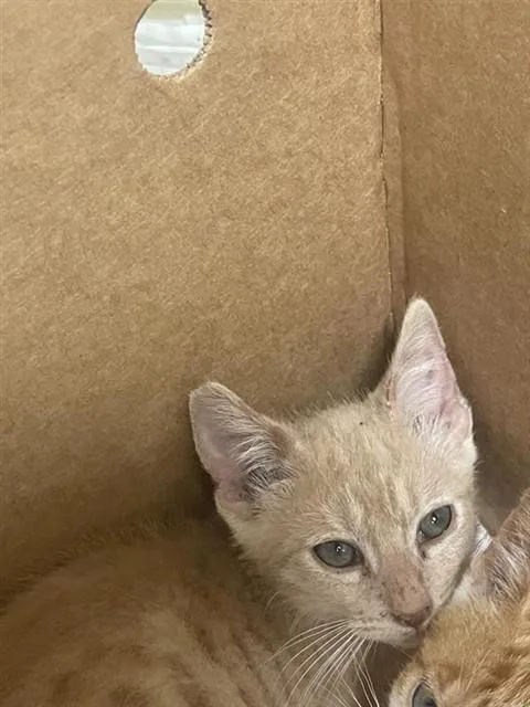 A baby small-sized male Domestic Short Hair cat named Tango for adoption in Sacramento, CA
