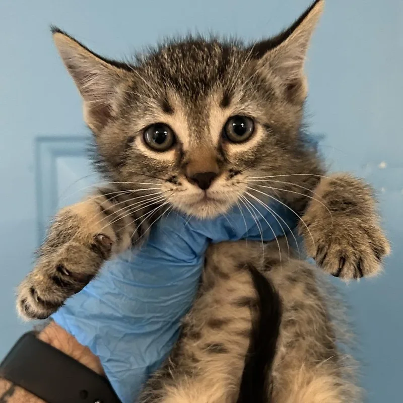 A baby small-sized female Brown / Chocolate Domestic Short Hair cat named Claire for adoption in Denver, CO