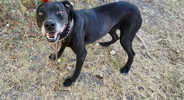 An adult medium-sized female American Staffordshire Terrier dog named Maya for adoption in San Antonio, TX