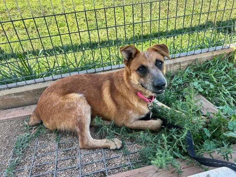 A young medium-sized male Red / Chestnut / Orange Mixed Breed dog named Red Baron for adoption in Fort Collins, CO