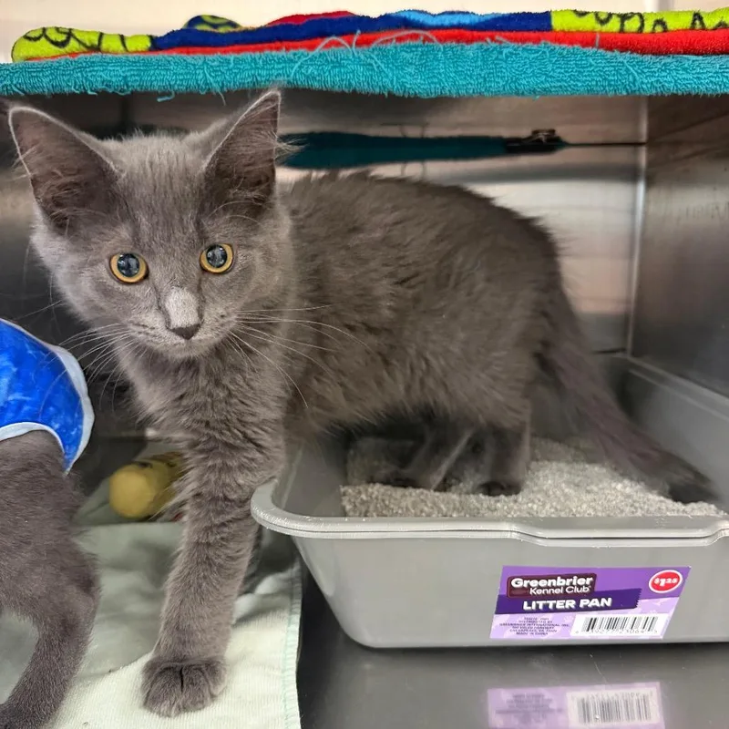 A baby small-sized male Gray / Blue / Silver Domestic Medium Hair cat named Buzz for adoption in Hamburg, NY