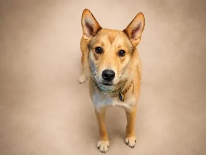 A young medium-sized male Shepherd dog named Andy for adoption in Bowling Green, KY