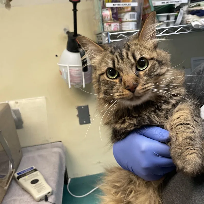 An adult medium-sized male Brown / Chocolate Domestic Long Hair cat named Mango Sticky Rice for adoption in Pasadena, CA