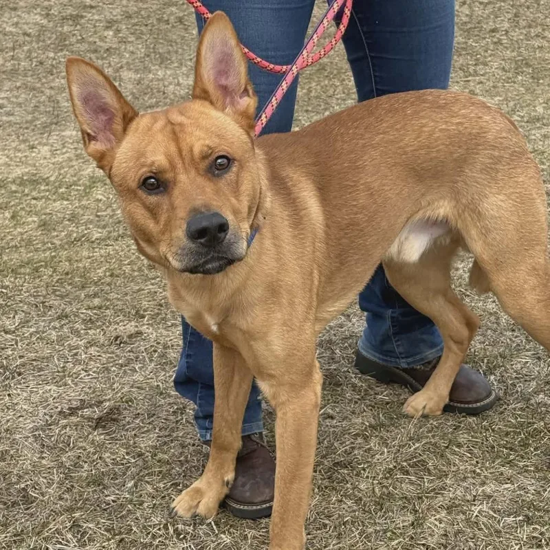 A young small-sized male Red / Chestnut / Orange Mixed Breed dog named Rocky for adoption in Ballston Spa, NY