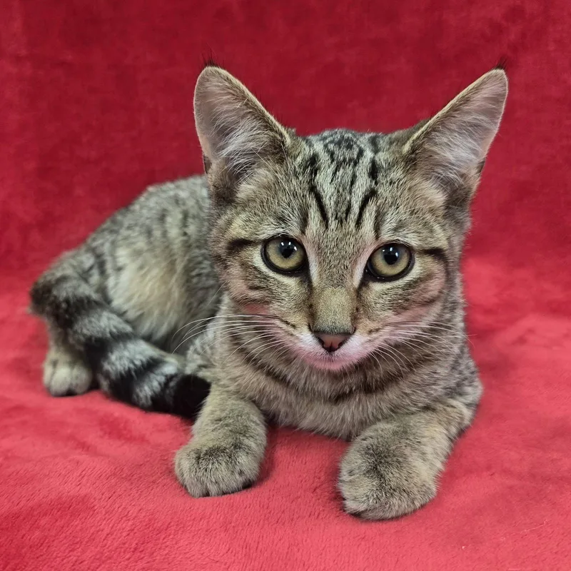 A baby medium-sized male Tabby cat named Patrick for adoption in Frankfort, IN