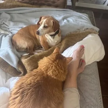 A senior small-sized male Yellow / Tan / Blond / Fawn Dachshund dog named Tuck Loves Snuggles And for adoption in Friendswood, TX