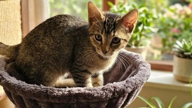 A baby medium-sized female Abyssinian cat named Taffy for adoption in Tuttle, OK