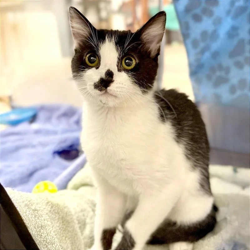 A baby small-sized female Black Domestic Short Hair cat named Fifi for adoption in Pleasant Hill, CA