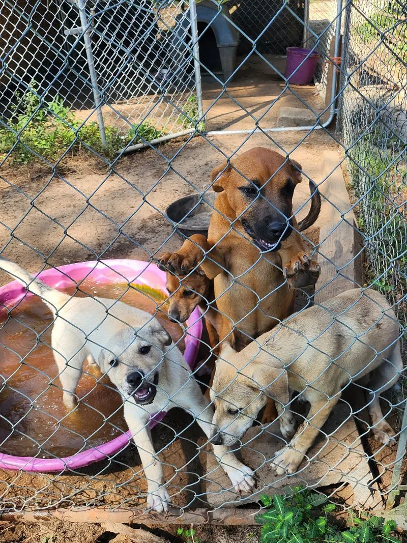 A young large-sized male Apricot / Beige Mixed Breed dog named Wolfy for adoption in St. George, SC