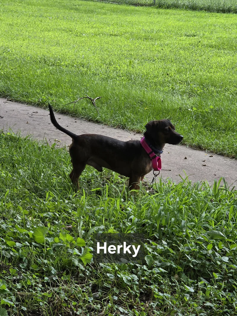 Herky