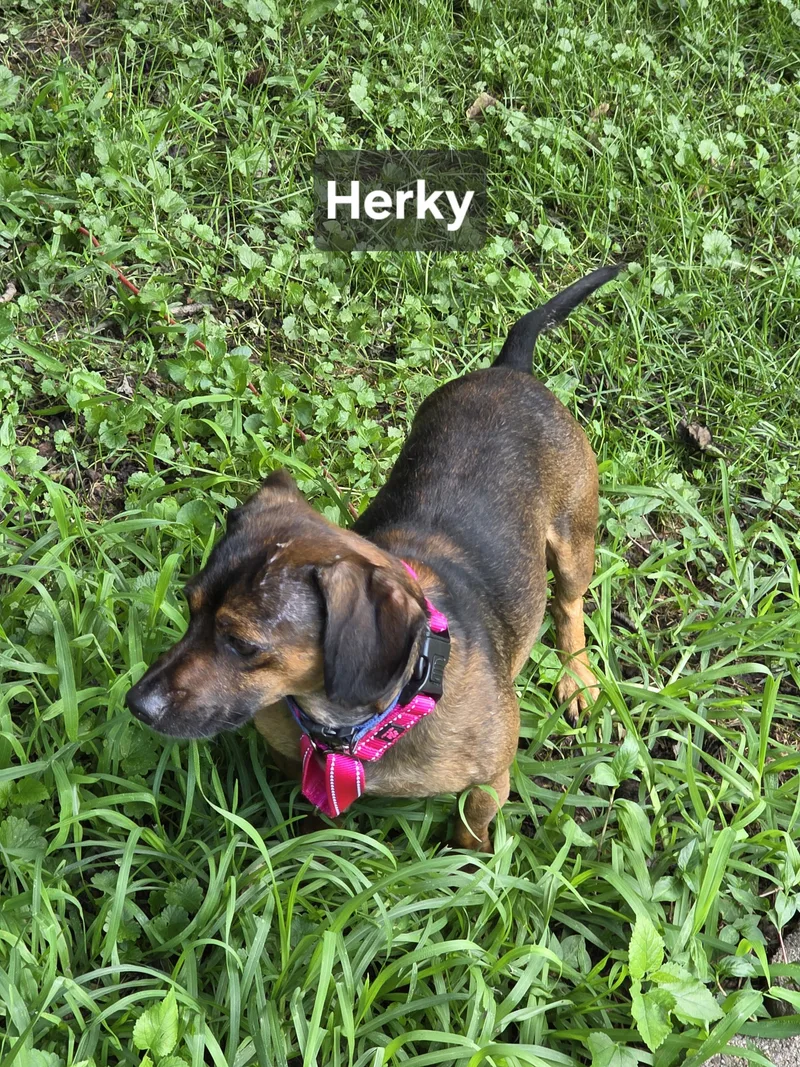 Herky thumbnail 2