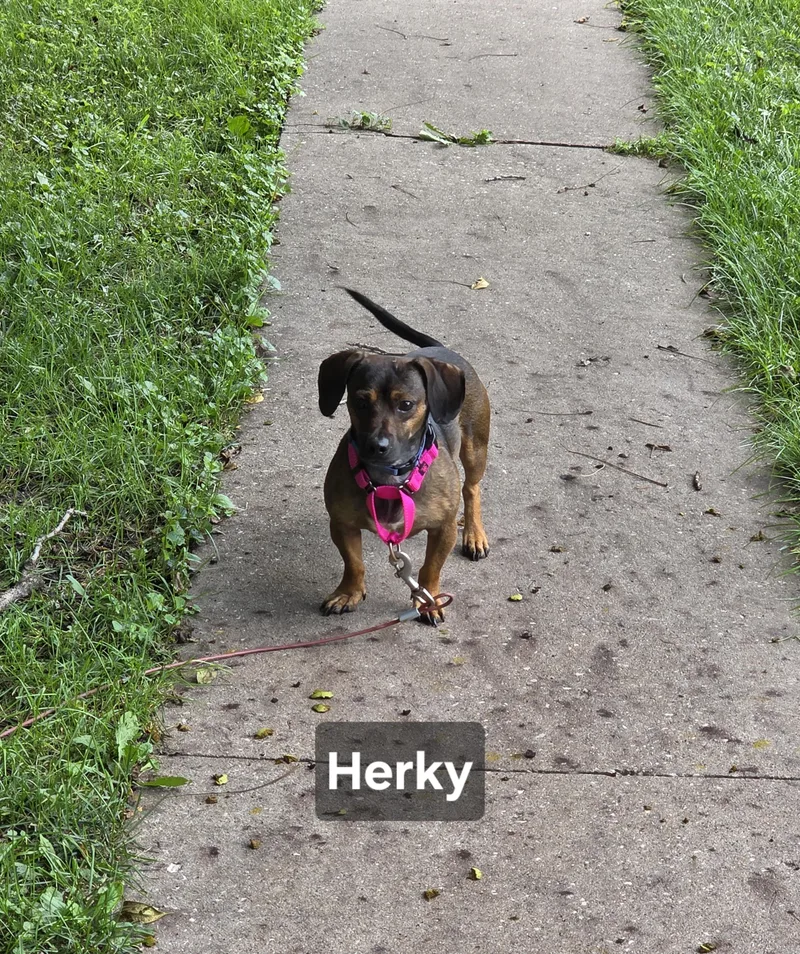 Herky thumbnail 3