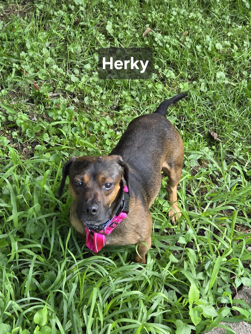 Herky thumbnail 4