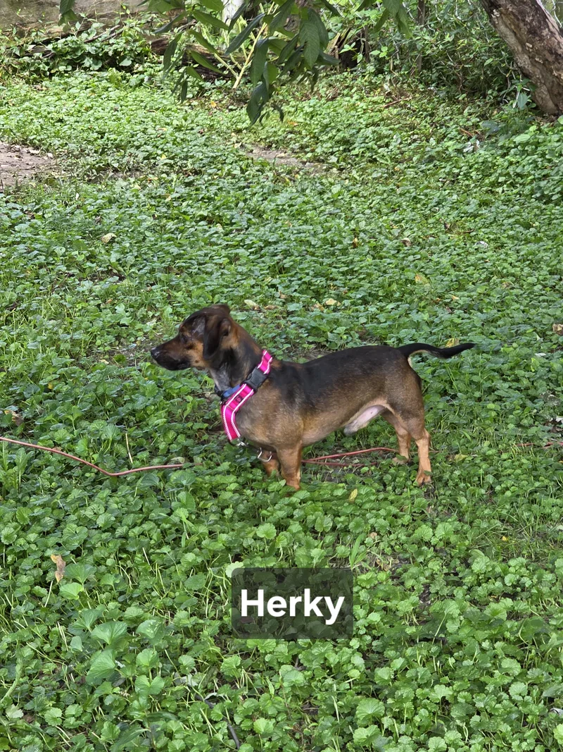 Herky thumbnail 5