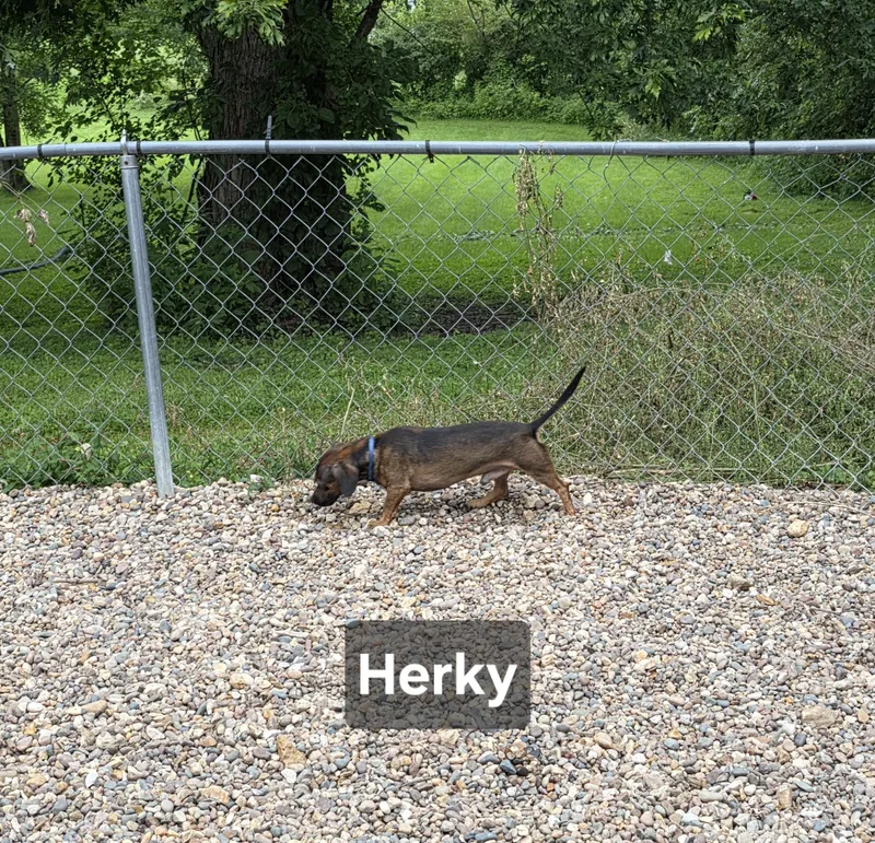 Herky thumbnail 6