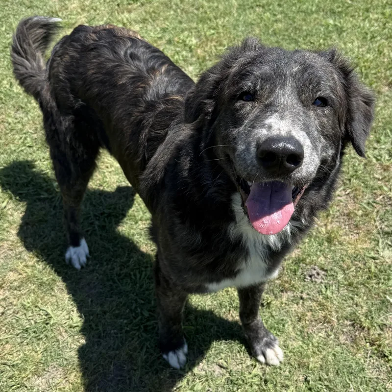 A young large-sized female Australian Shepherd dog named Lydia for adoption in Krum, TX