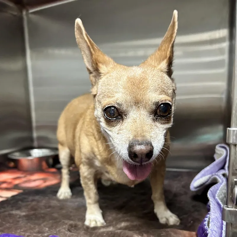 A senior small-sized female Apricot / Beige Chihuahua dog named Sweetie for adoption in Las Vegas, NV
