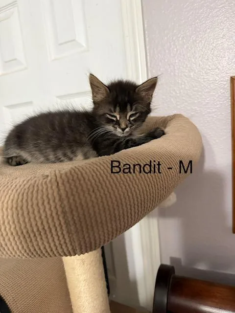 A baby large-sized male Gray / Blue / Silver Domestic Long Hair cat named Bandit for adoption