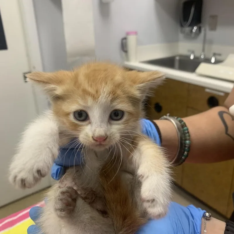 A baby small-sized female Orange / Red Domestic Short Hair cat named Rugulah for adoption in West Palm Beach, FL
