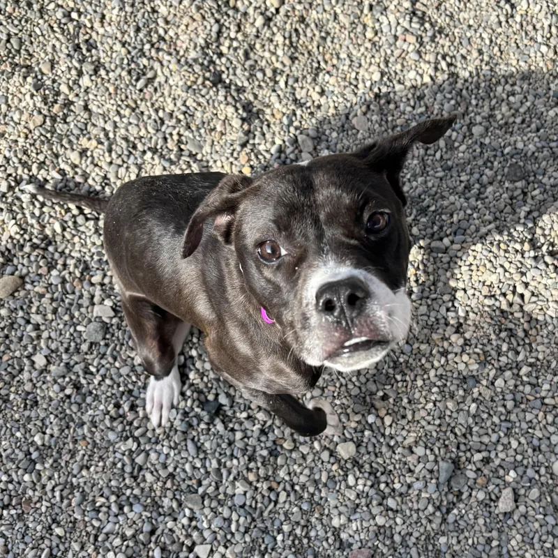 A young medium-sized female Boxer dog named Rue for adoption in Oxford, MI