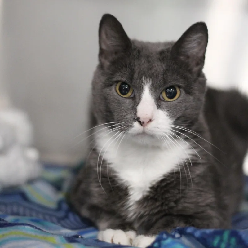 An adult medium-sized female Gray & White Domestic Short Hair cat named Evil Queen for adoption in Ottumwa, IA